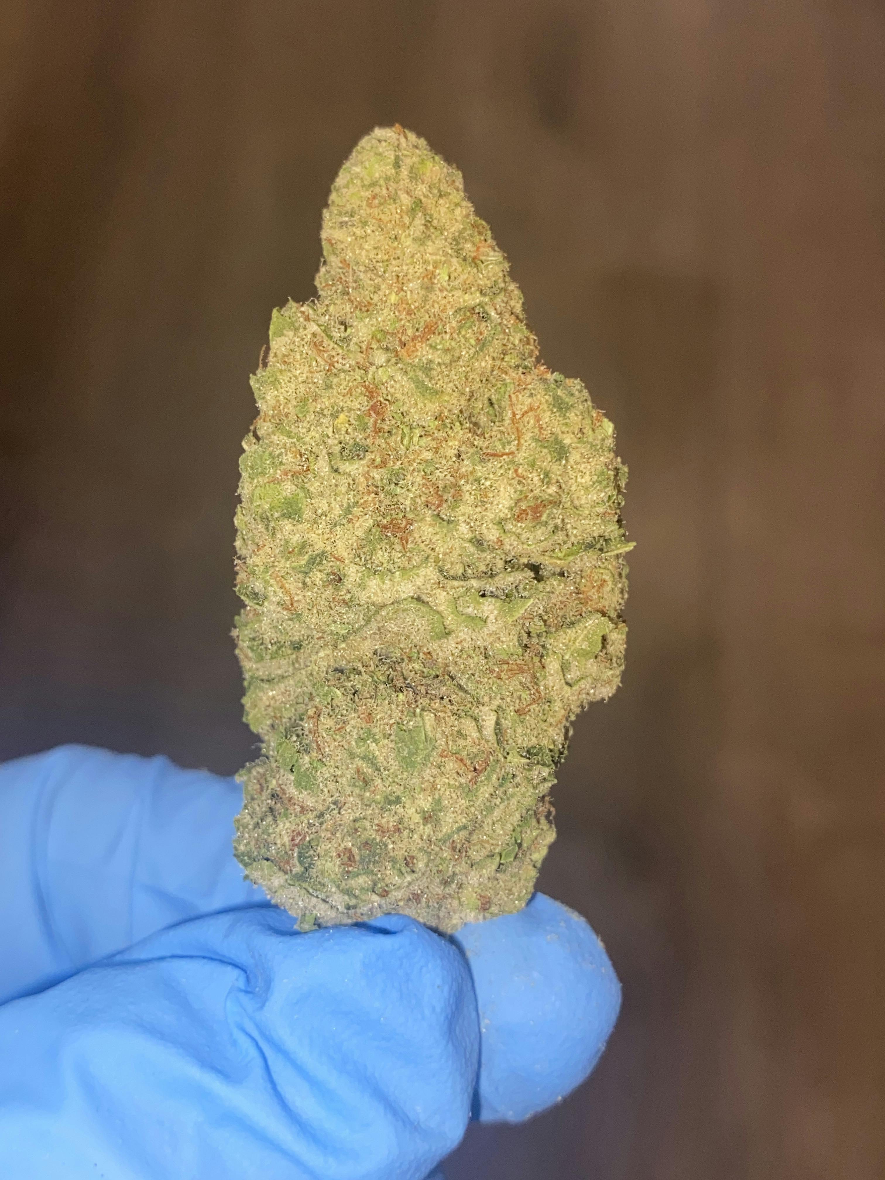 Pink Pie | Premium Flower