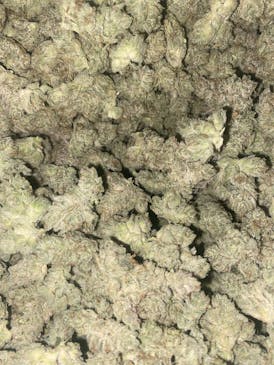 Gorilla Glue #4 | Premium Flower