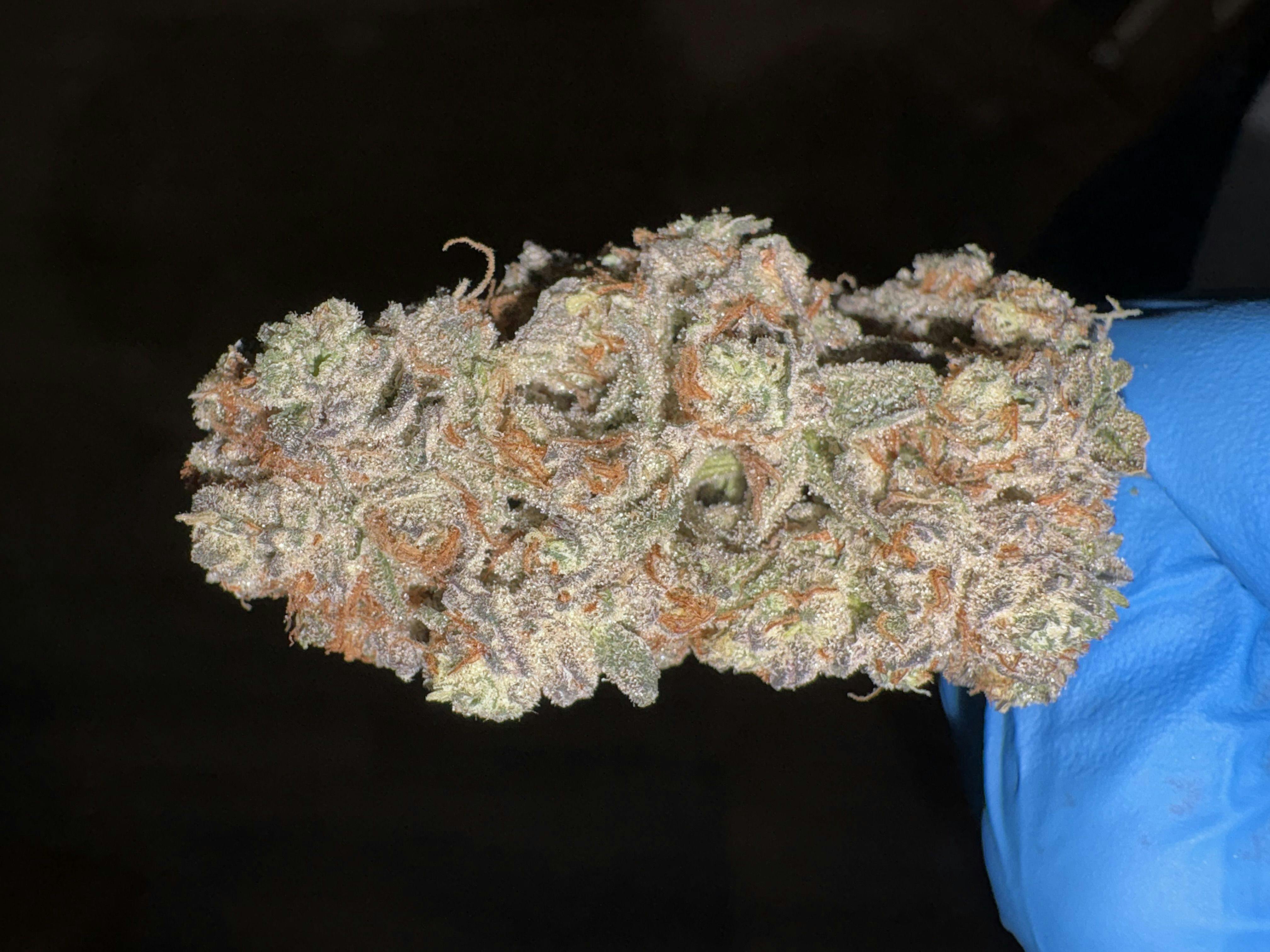 Johnny Cakes | TOP SHELF | The Green Well