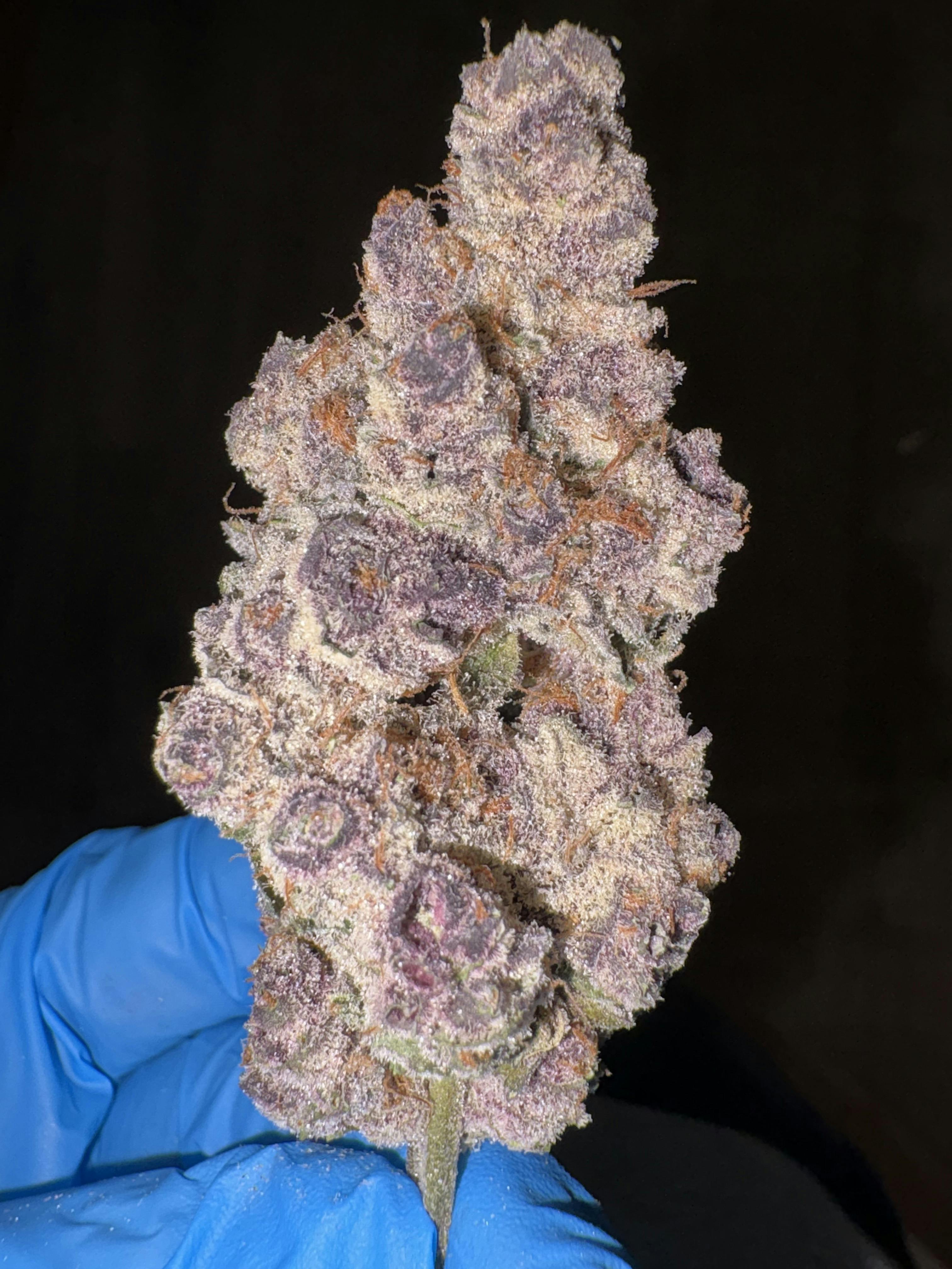 Super Buff Cherry | ABSOLUTE FIRE | The Green Well