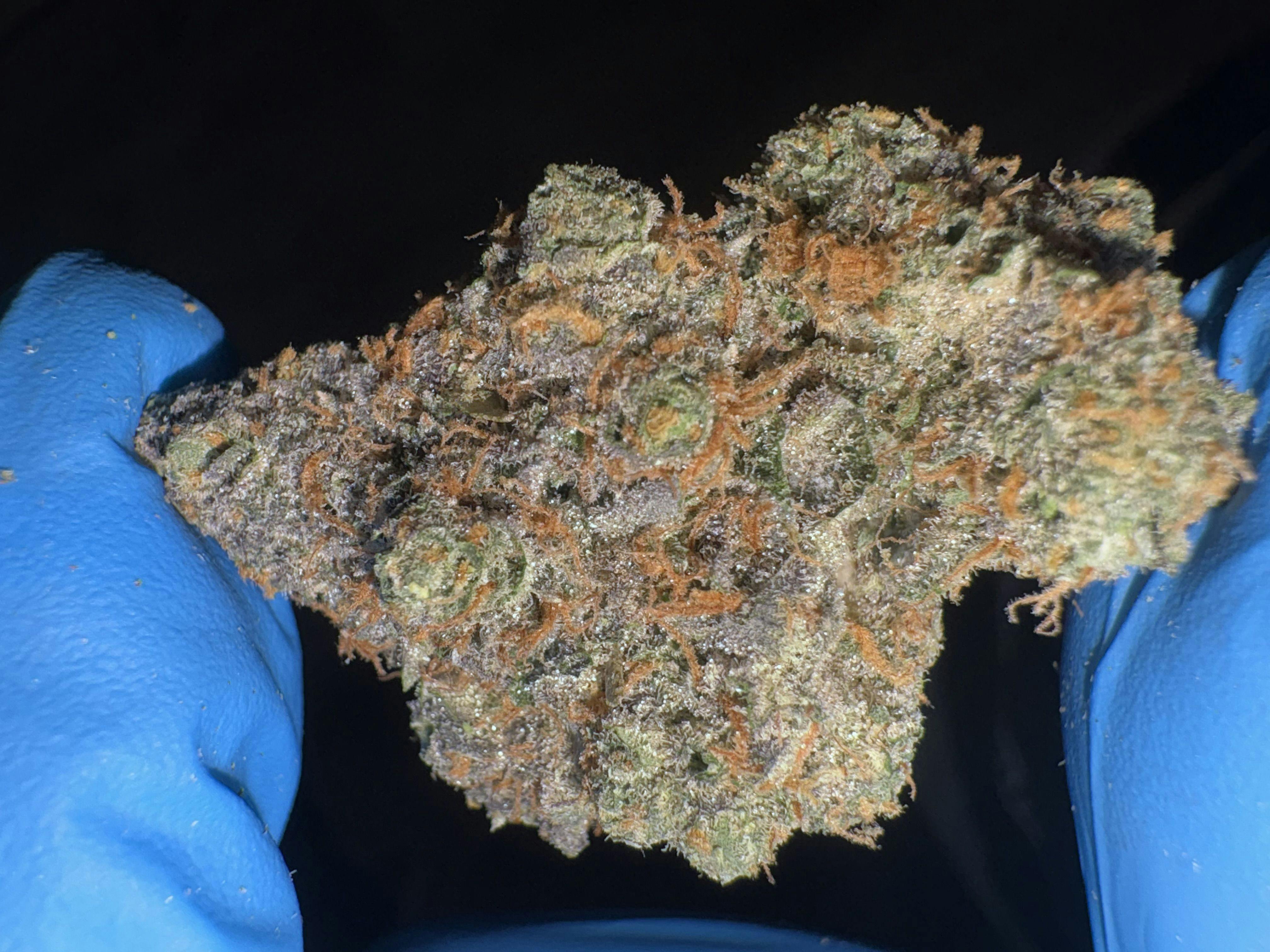 Sauce Walker | SUPER STINKY | The Green Well