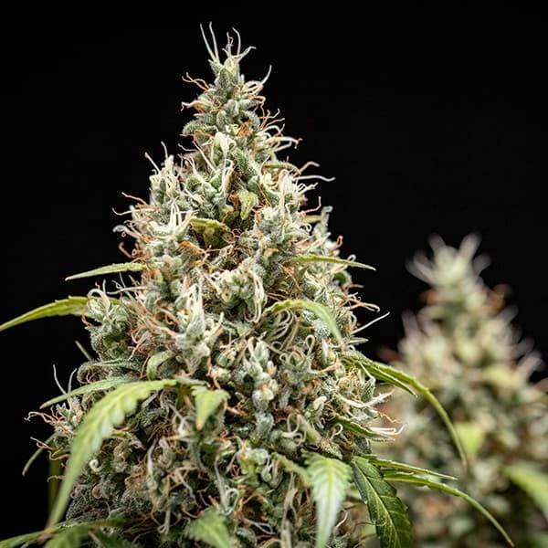 Cookies Gelato Autoflower Seeds (3 seeds) - Regular