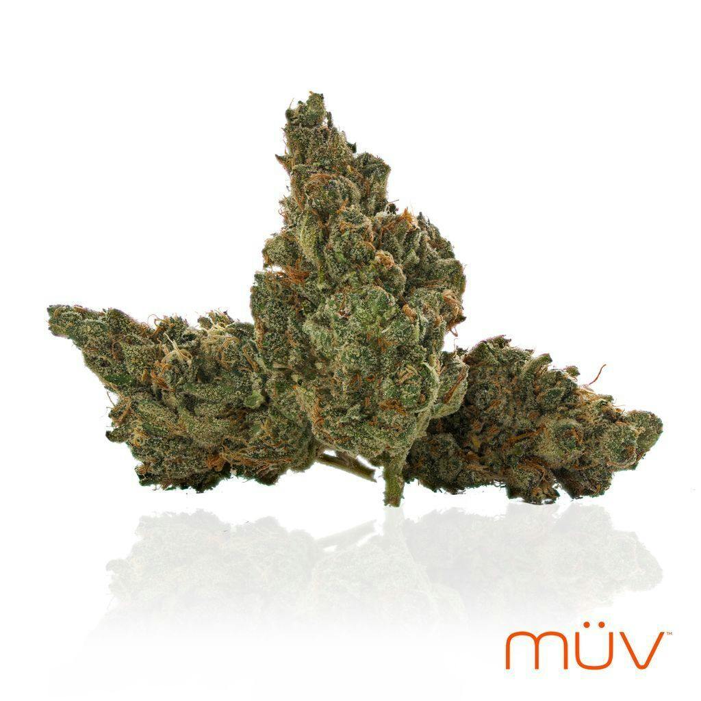 MÜV GMO Jungle Cake 3.5g