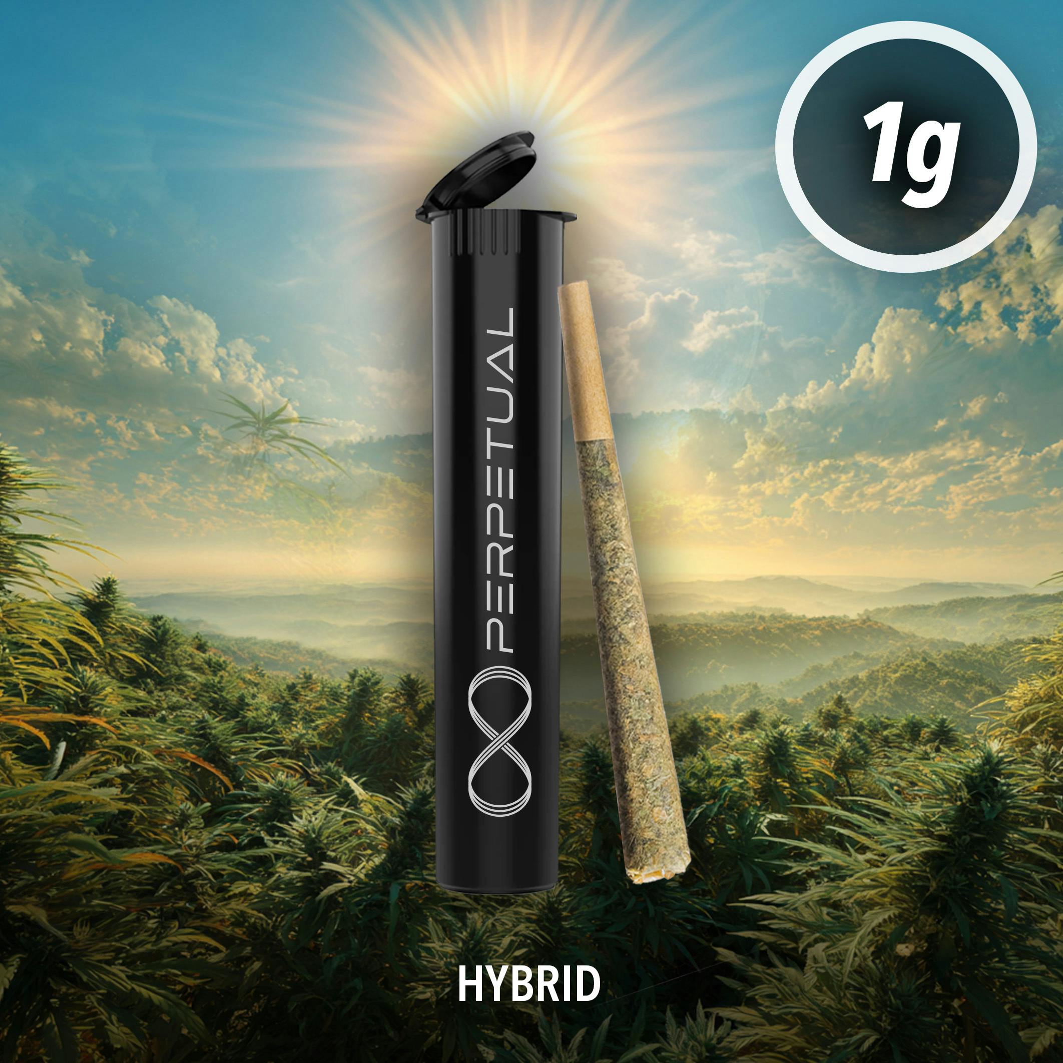 Perpetual PreRoll (1.0g) Orange Zest at Nature's Medicines