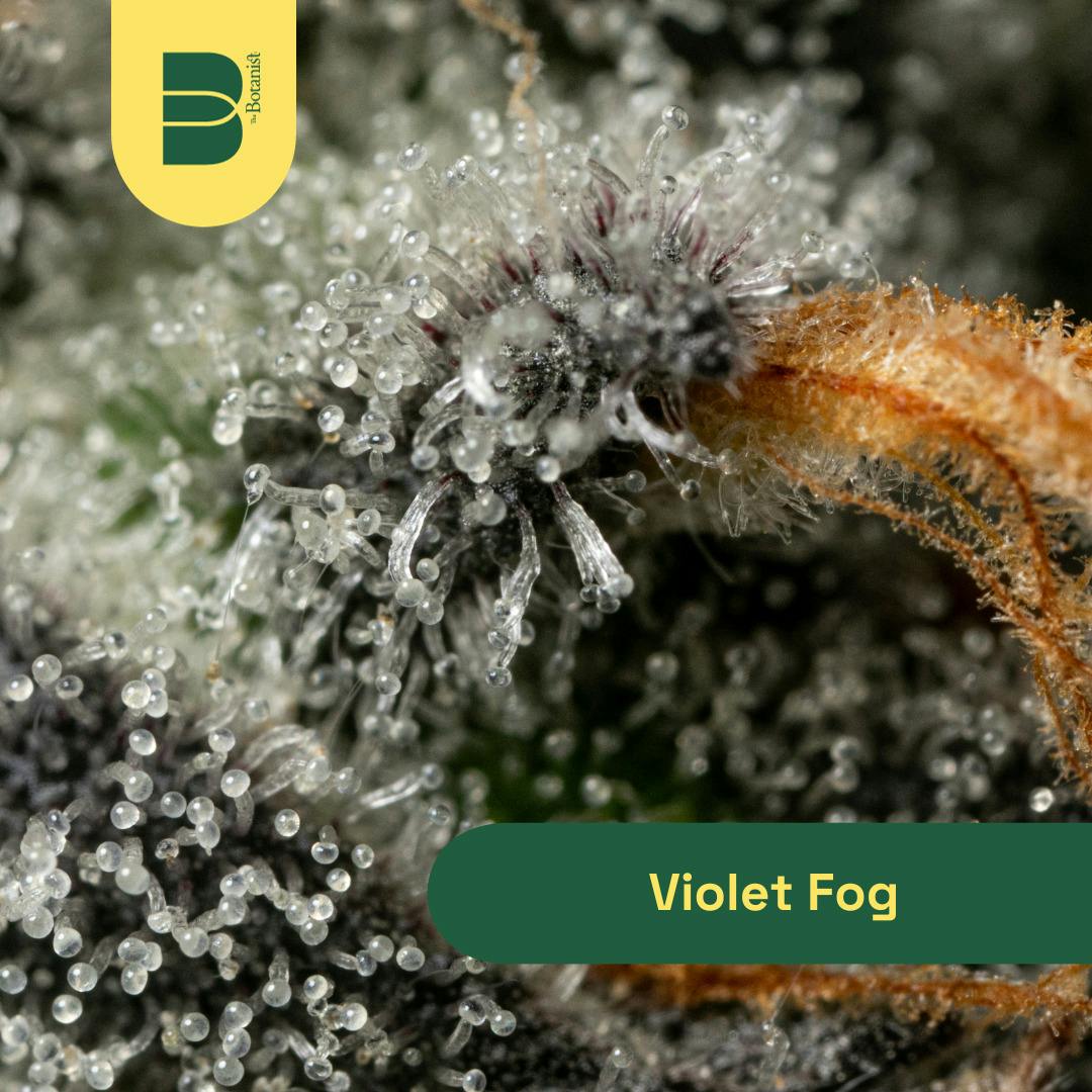 Violet Fog Flower