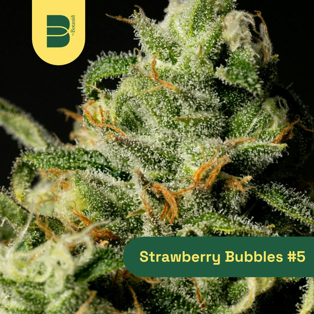 Strawberry Bubbles #5 Flower