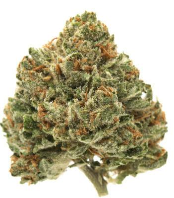 Mojo: Essentials - Tropical Mintz (14G)