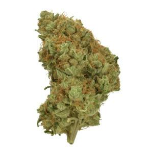 Mojo: Essentials - GMO Project (14G)