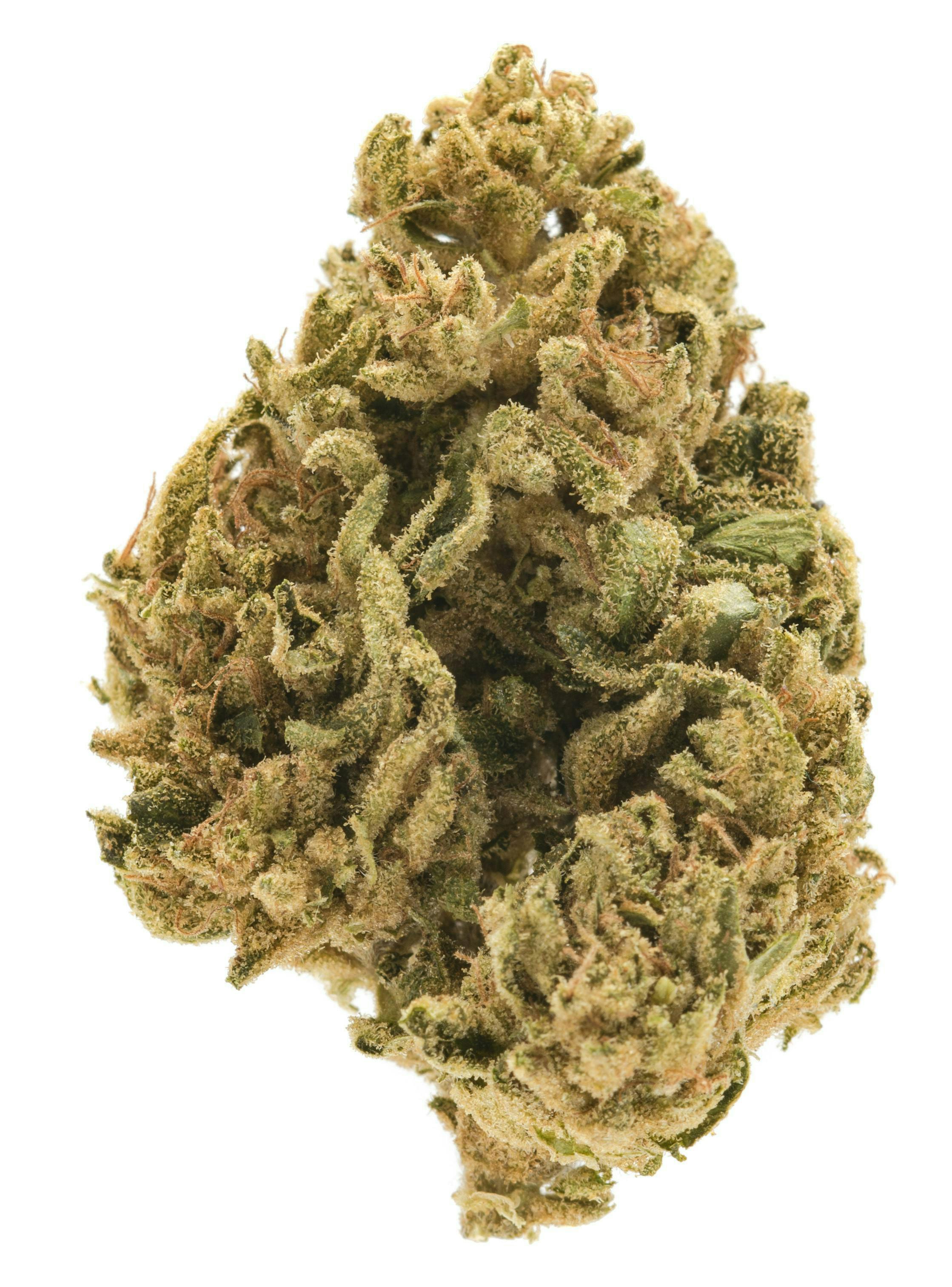 Hustlers Ambition - Black Lime Reserve cannabis product