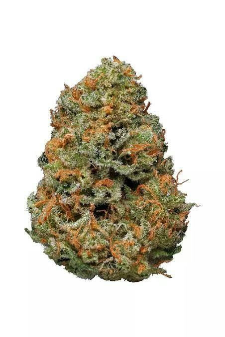 Kannabis: Essentials - Papaya Haze (14G)