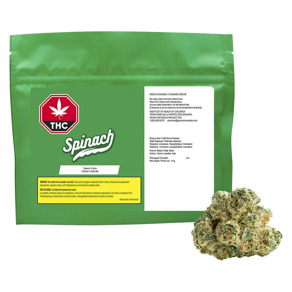 SPACE CAKE SPINACH HYBRID 14g