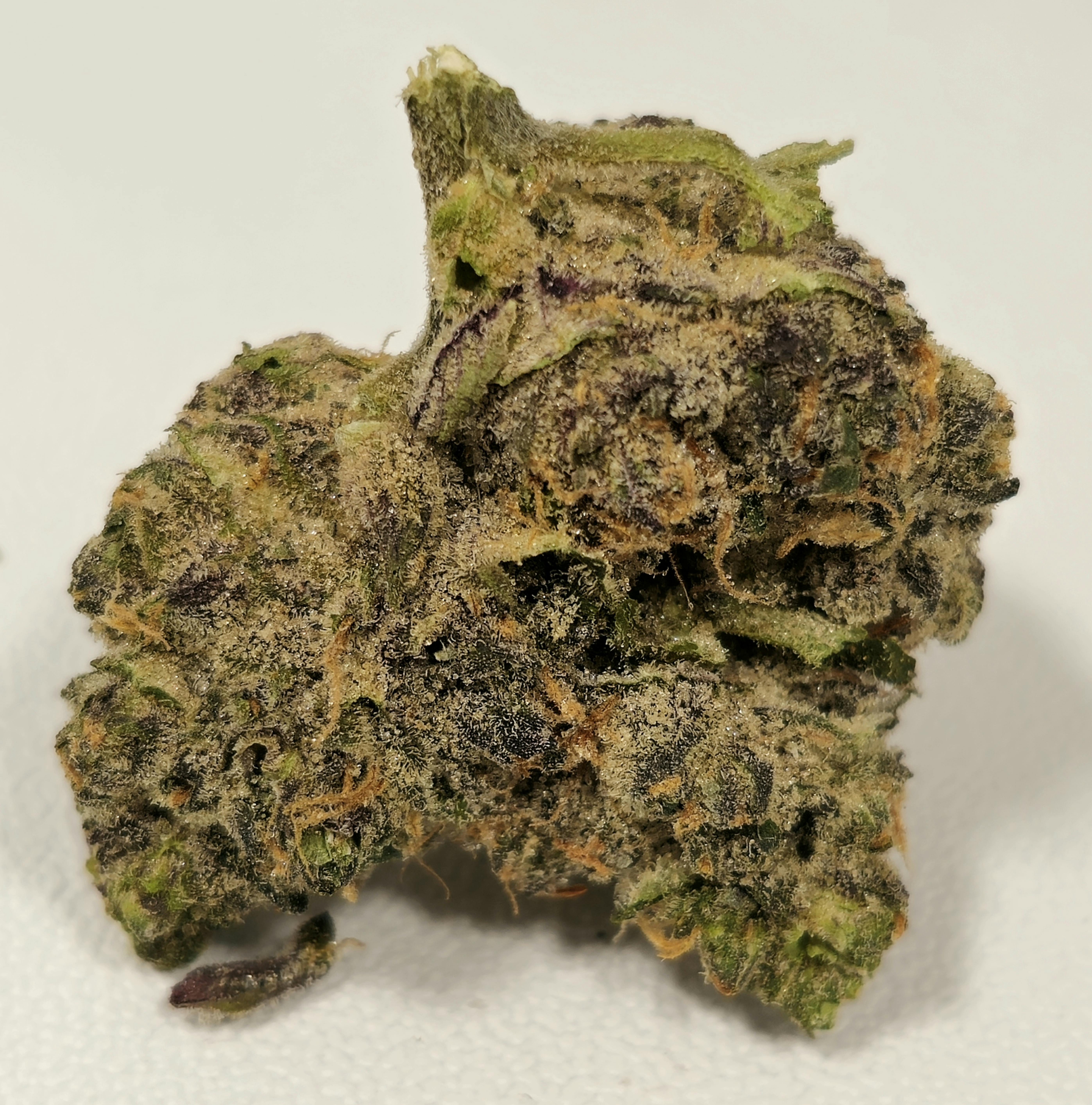 Gastropop | High Supply | 3.5g at Dazed Cannabis – Holyoke