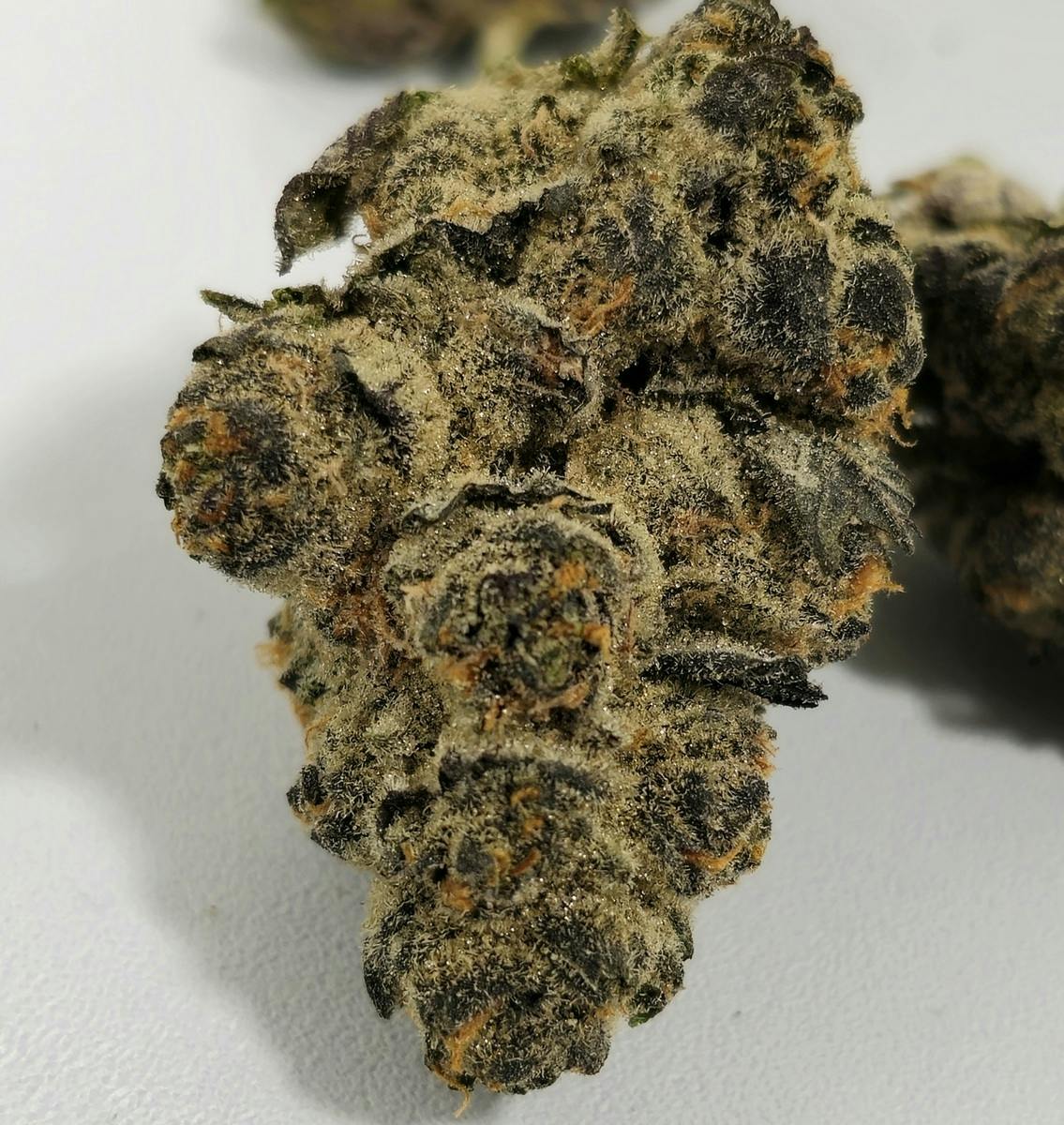 Gastropop | High Supply | Bud | 7g