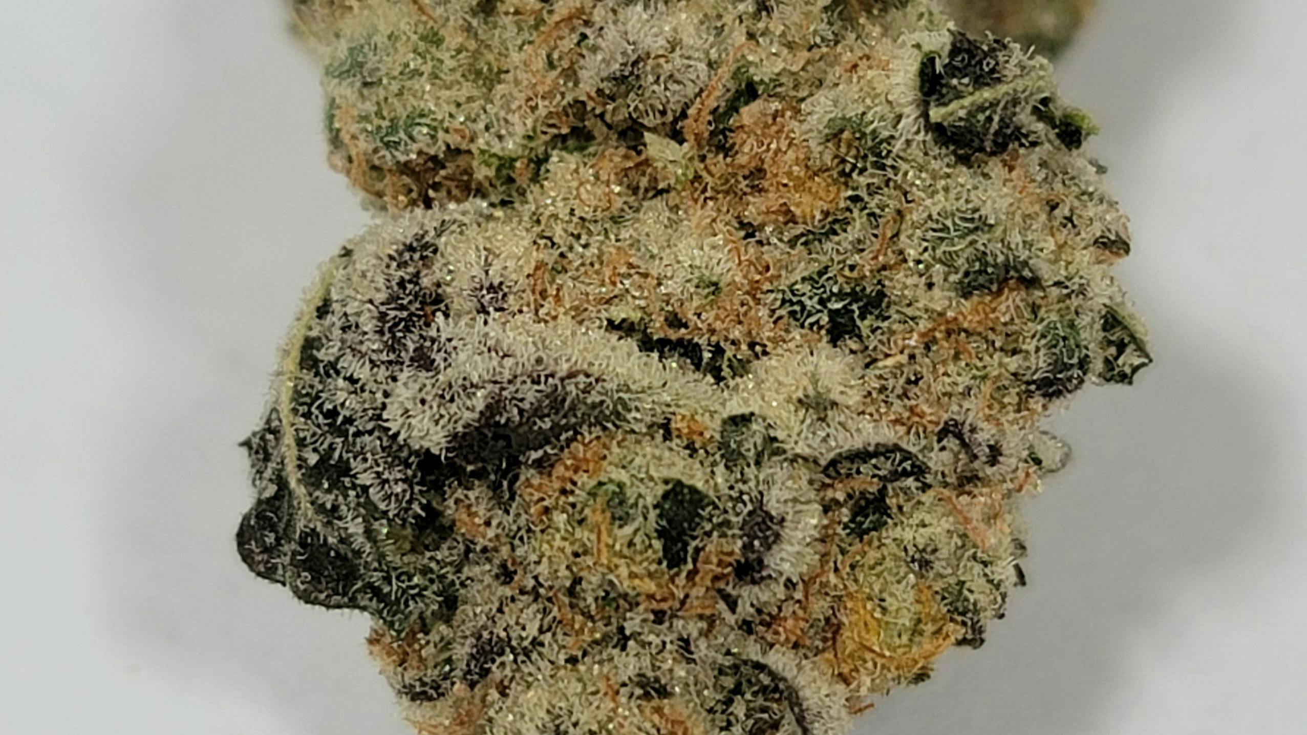 35+ TAC Flower/PreRoll Options at Holyoke Cannabis Dispensary Holyoke Weedmaps