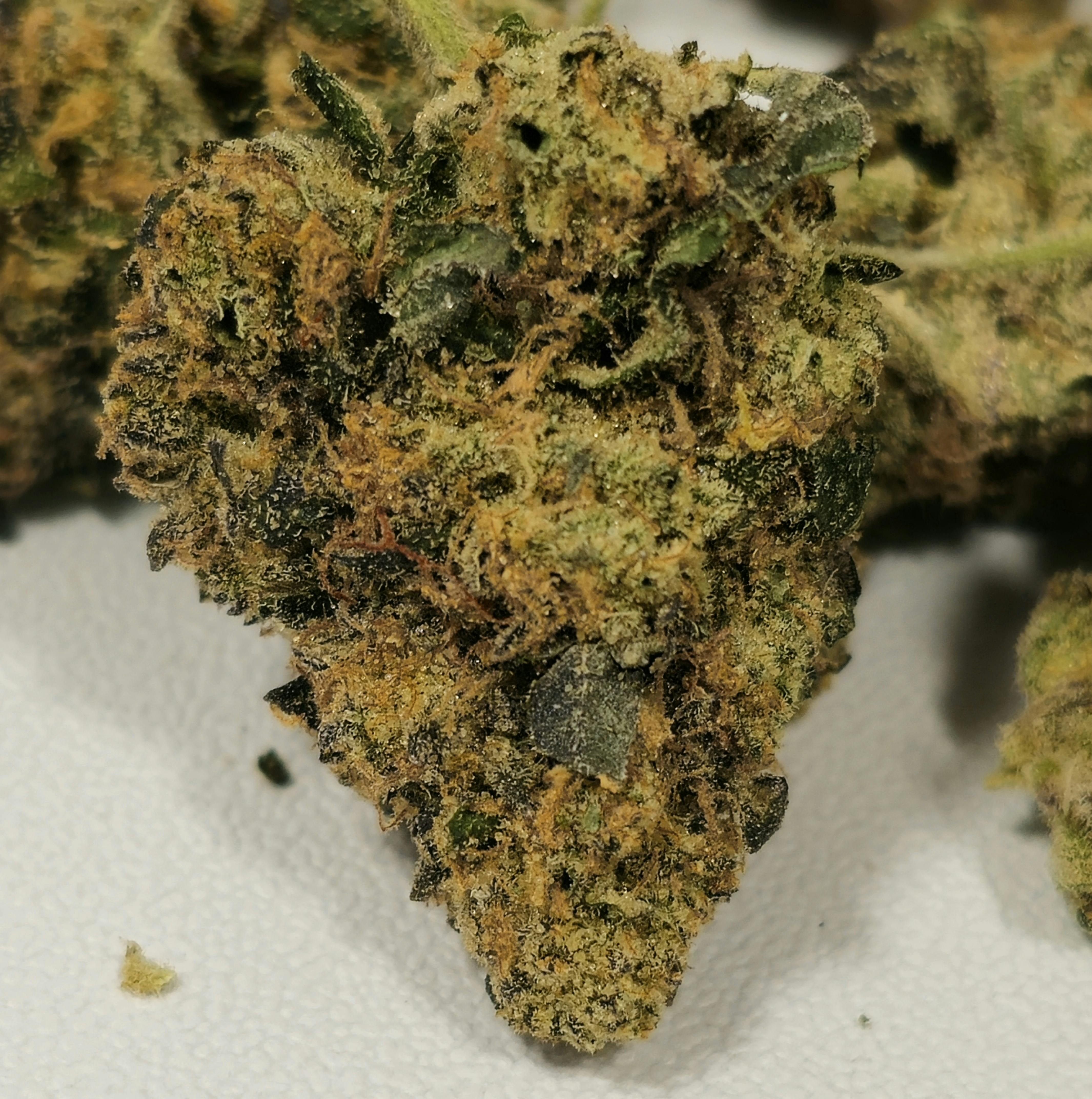 Chocolate Milk | In House | Buds | 14g