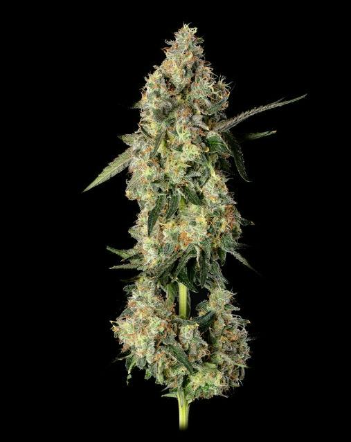 Lemon Smuggler | HVV | 3.5g