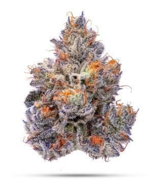 Pomelo Punch | CMS | Buds | 3.5g