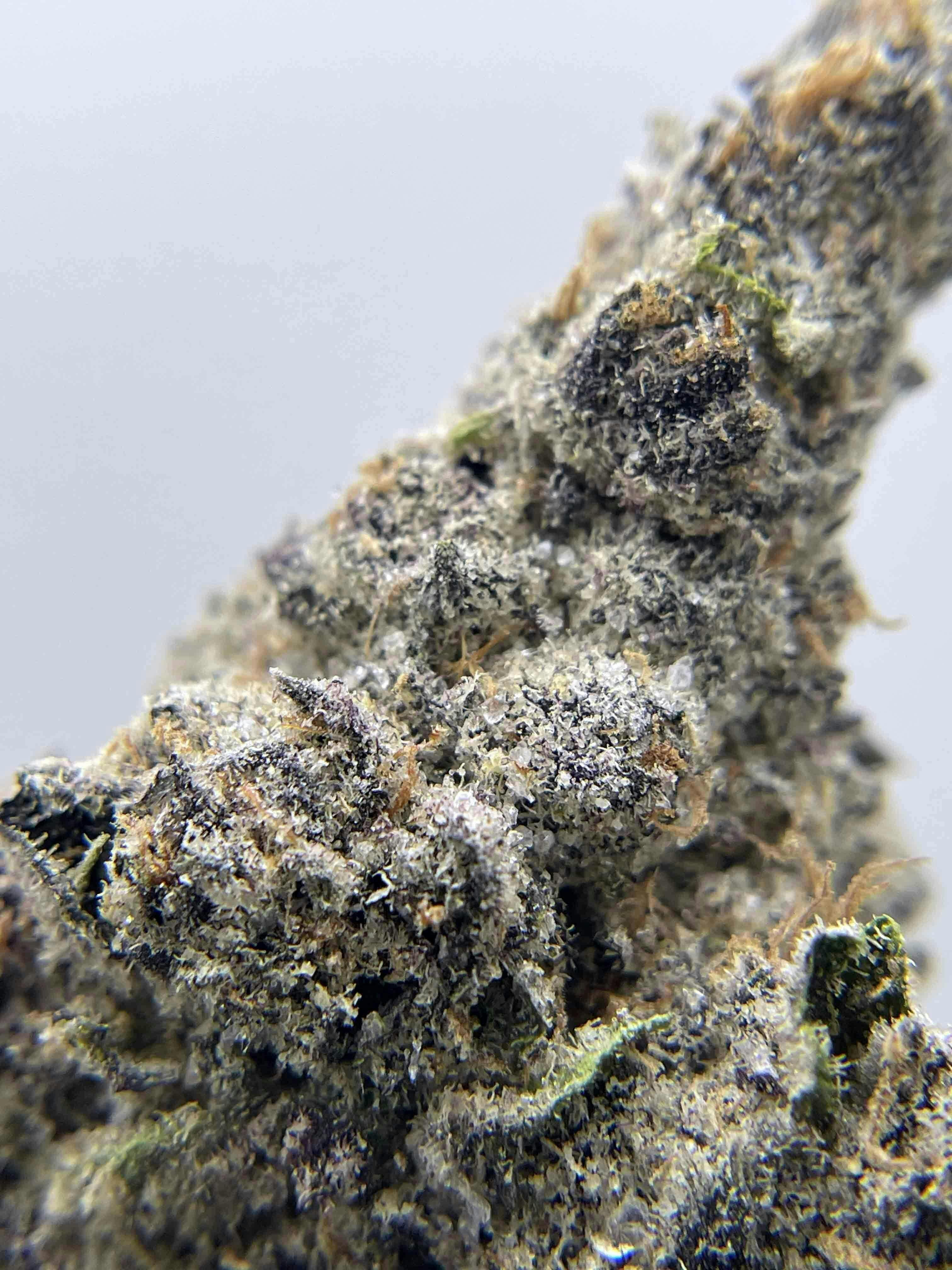 Flying Dutchman Diamond infused flower - 3.5 g