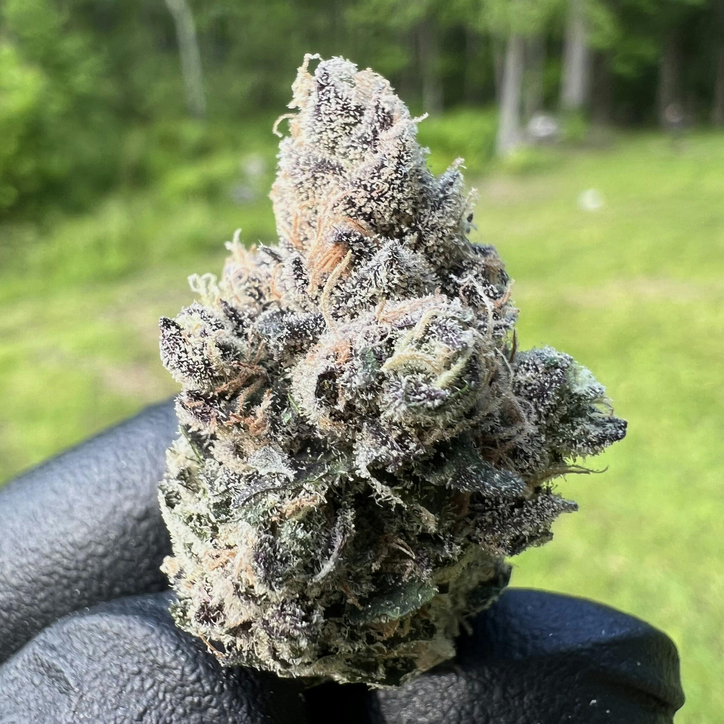 Blueberry Sugar | BUDS Smalls | 28g