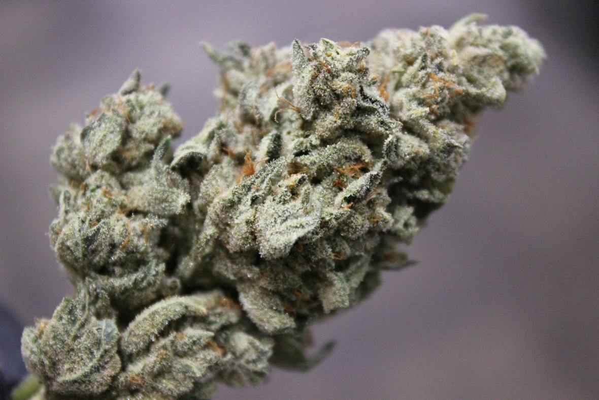 Gorilla Glue #4 - Vault (Host)