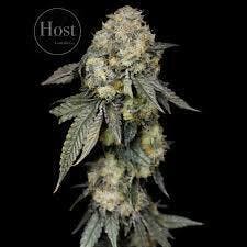 Black Inferno - Con (Host)