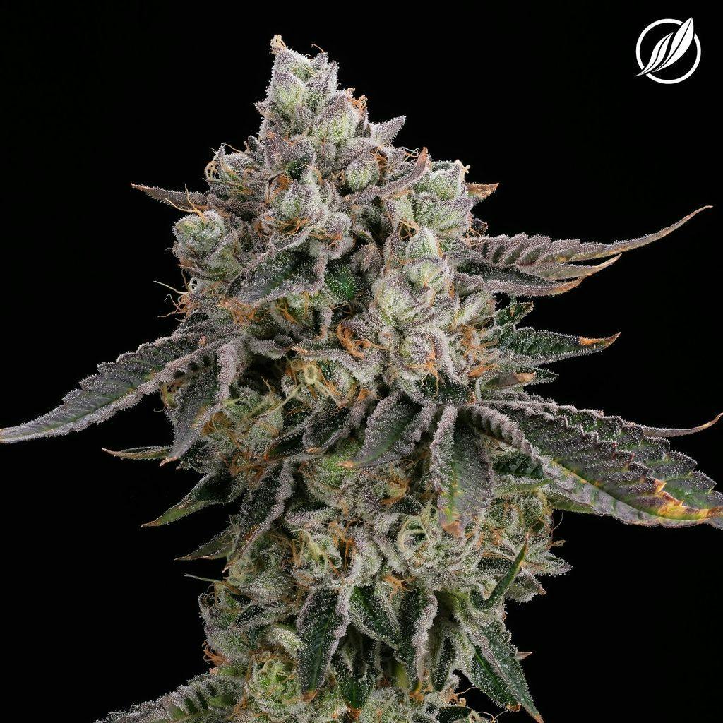 CTPharma Dosilato 3.5g Flower