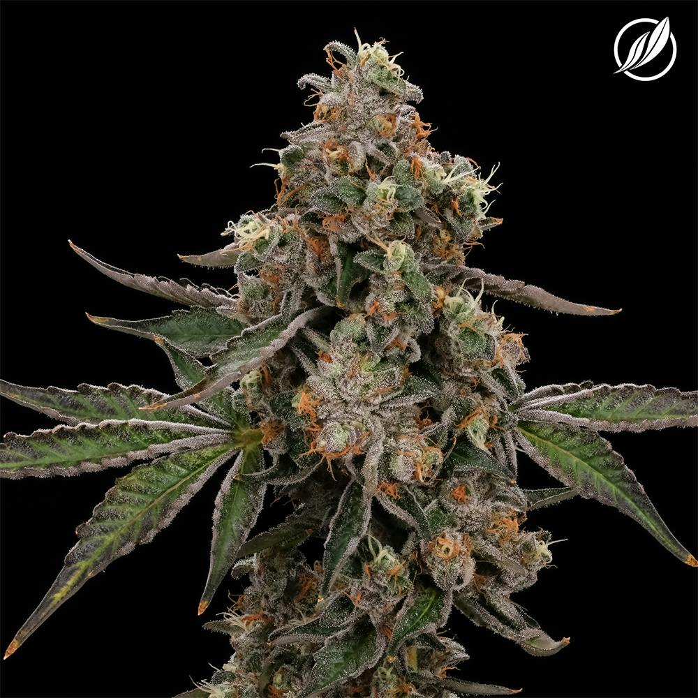 CTPharma Durban Stardawg 3.5g Flower