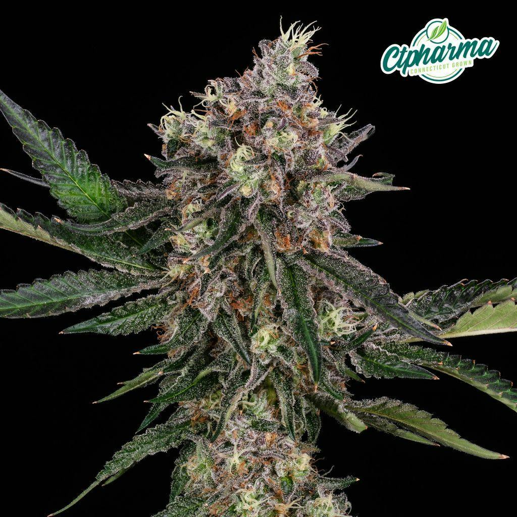 CTPharma Strawberry Pave 3.5g Flower