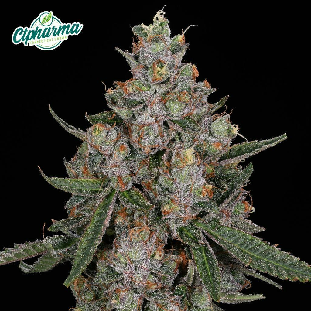 CTPharma Tuscan Gelato 3.5g Flower