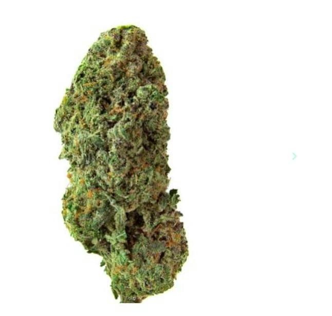SATIVA