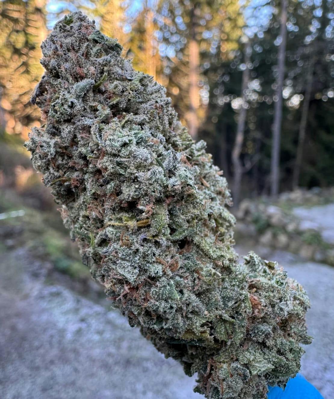 Island Zeus