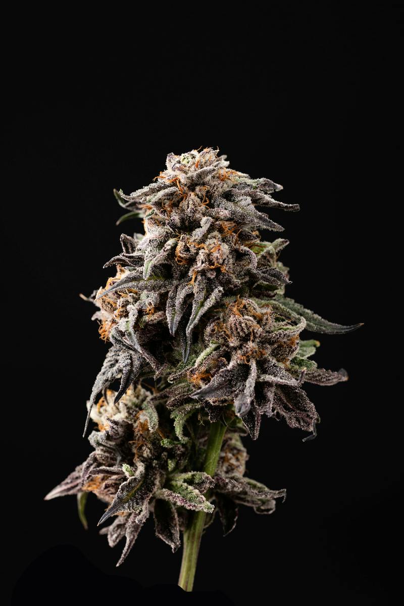 Papayamosa - Flower - Hybrid - 3.5 g