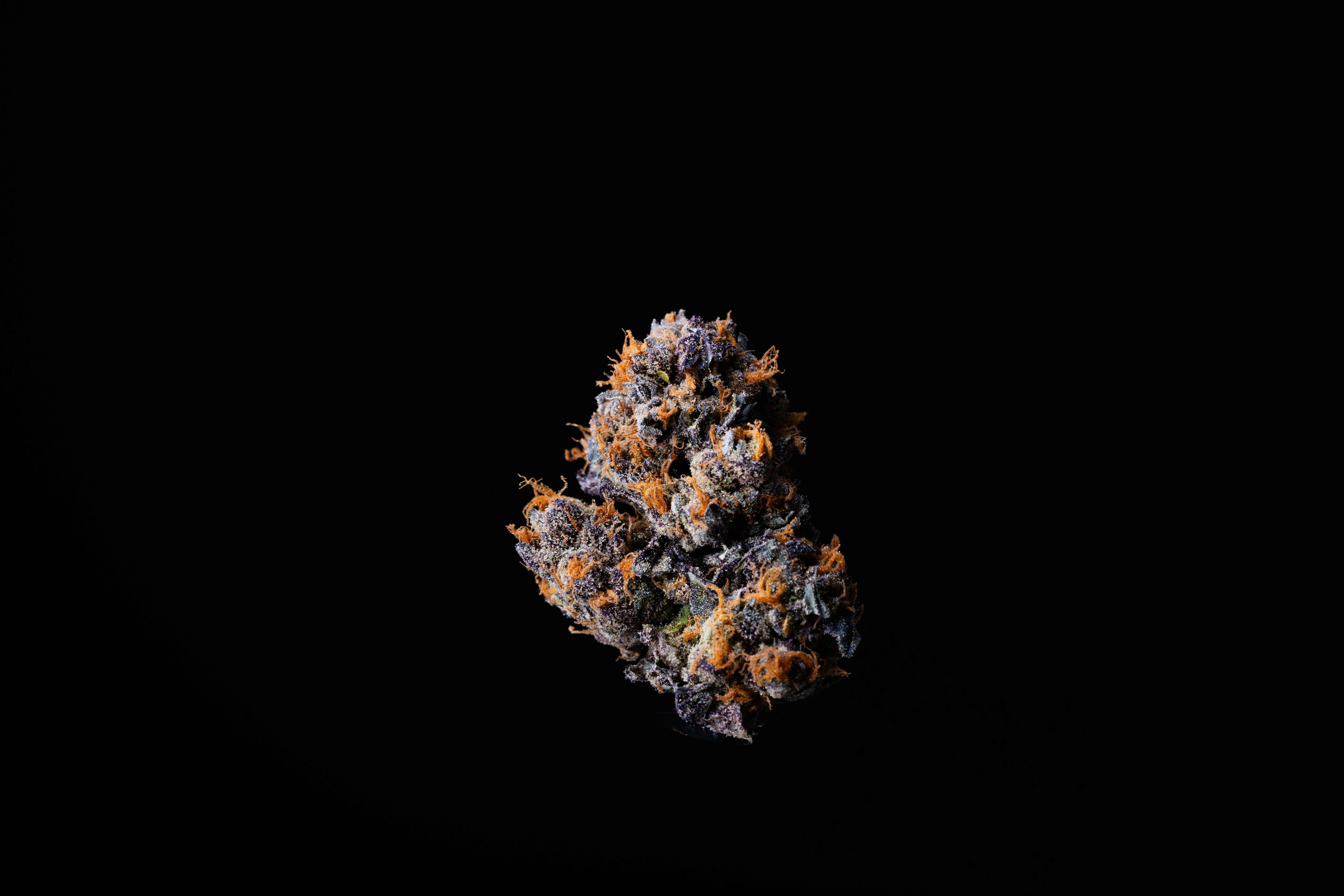 Rose Pop - Flower - Hybrid - 7 g