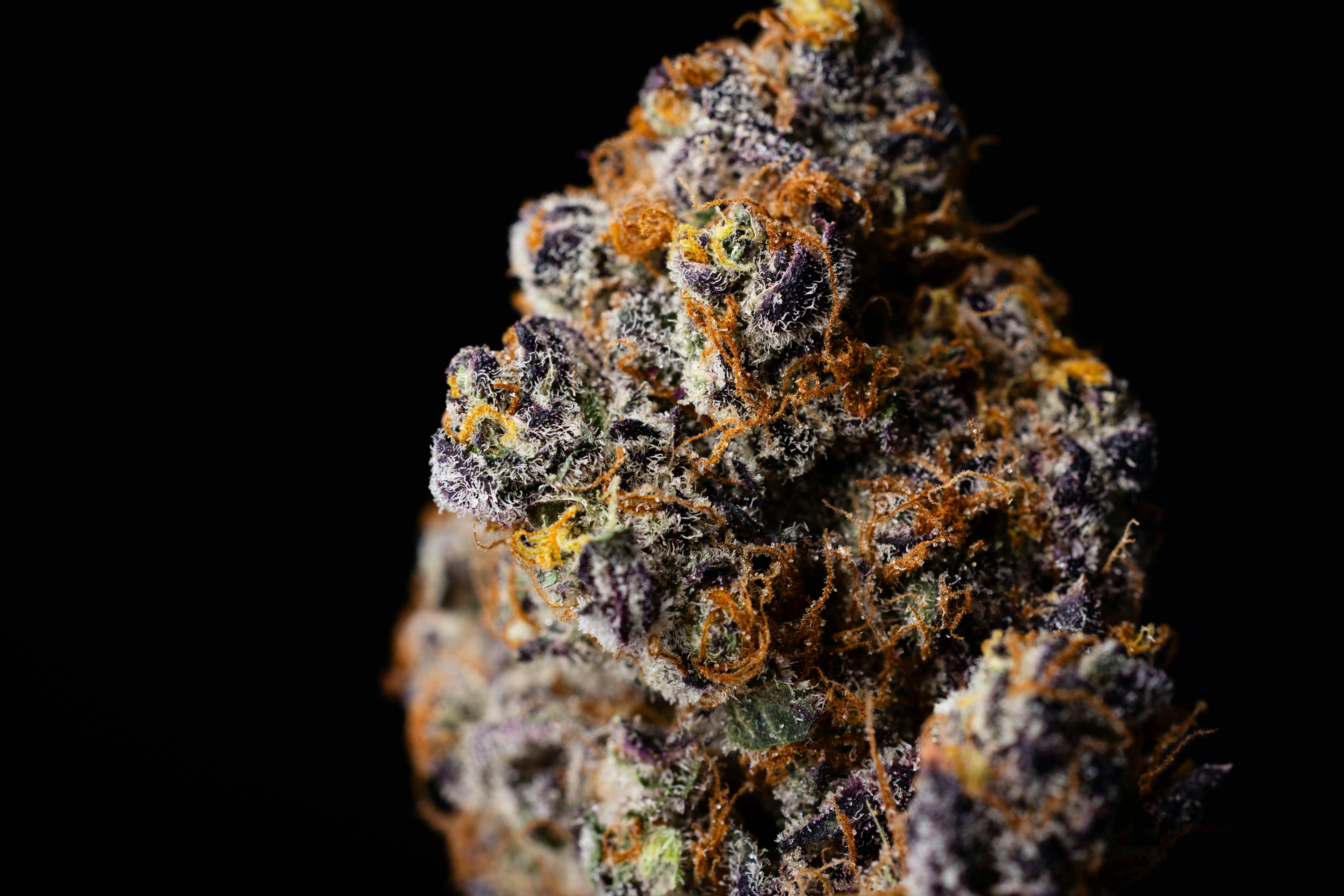 Orange Cannoli - Flower - S/I - 3.5 g