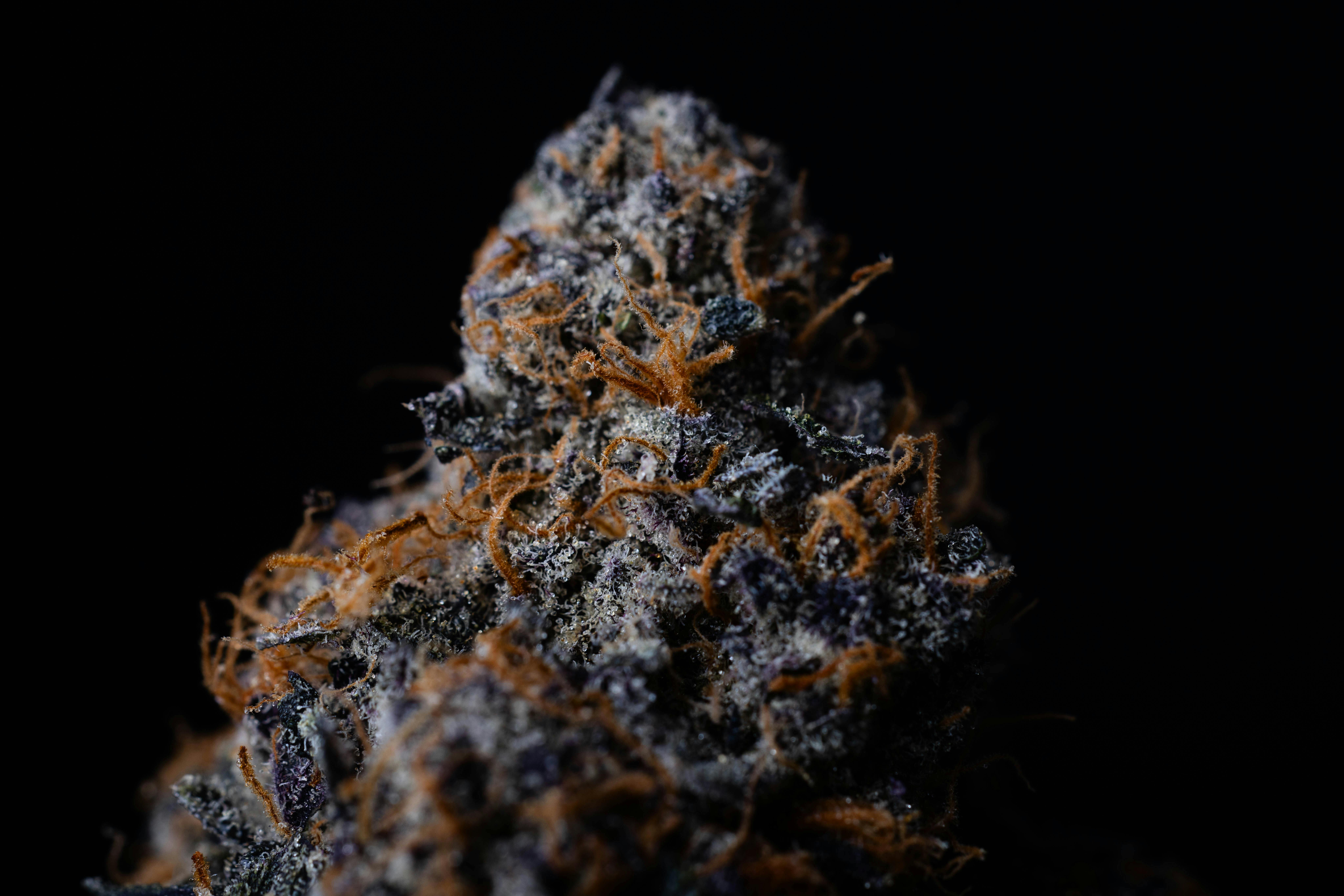 Chikitaz - Preroll - I/S - 1 g