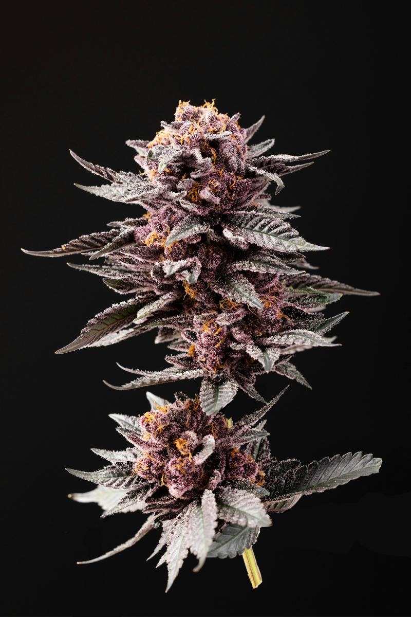 Negroni - Mixed Buds - S/I - 7 g
