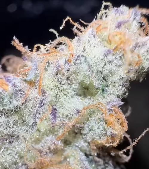 Oklahoma Outlawz 3.5g Flower Peach 25.15% I