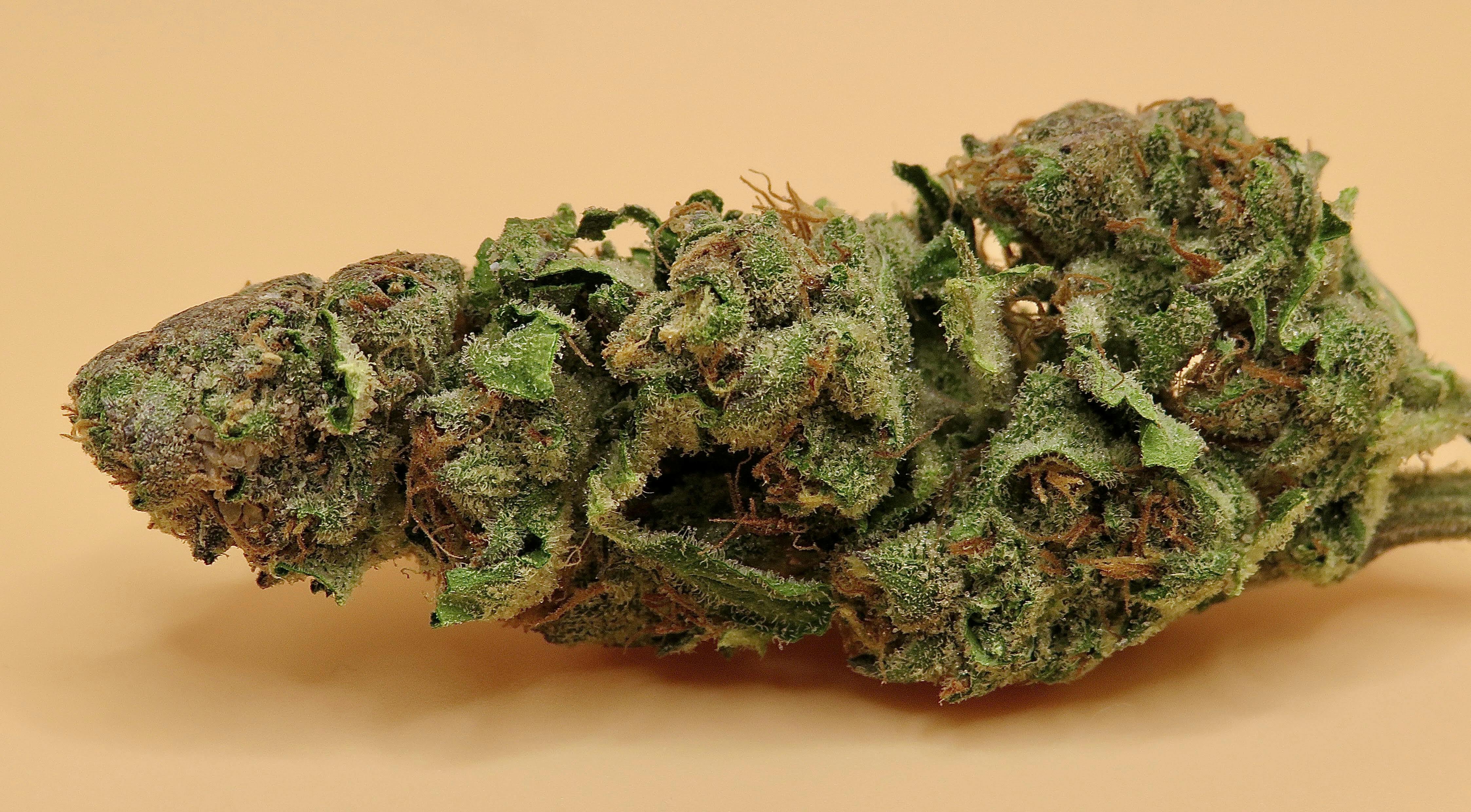 JEALOUSY PUSH POP 14 Grams High THC 28.2%
