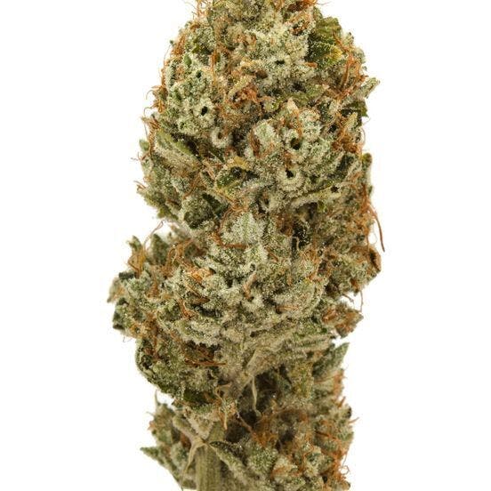 MOTORBREATH THC 33.05% 1/2 Ounce