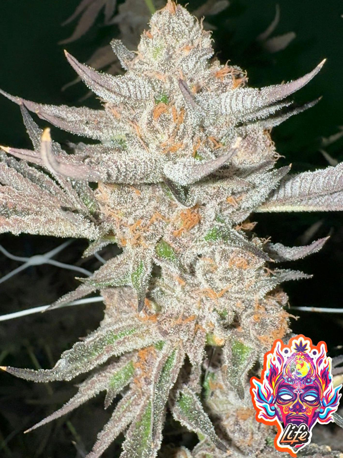 Life Cannabis Flower 3.5g - Blue Lobster