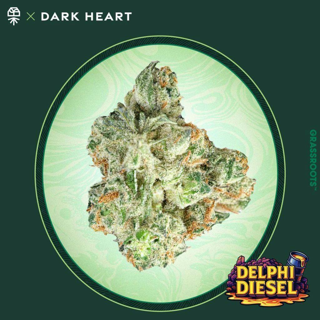Grassroots Dark Heart Delphi Diesel Whole Flower 3.5g at Curaleaf Dispensary Ellsworth