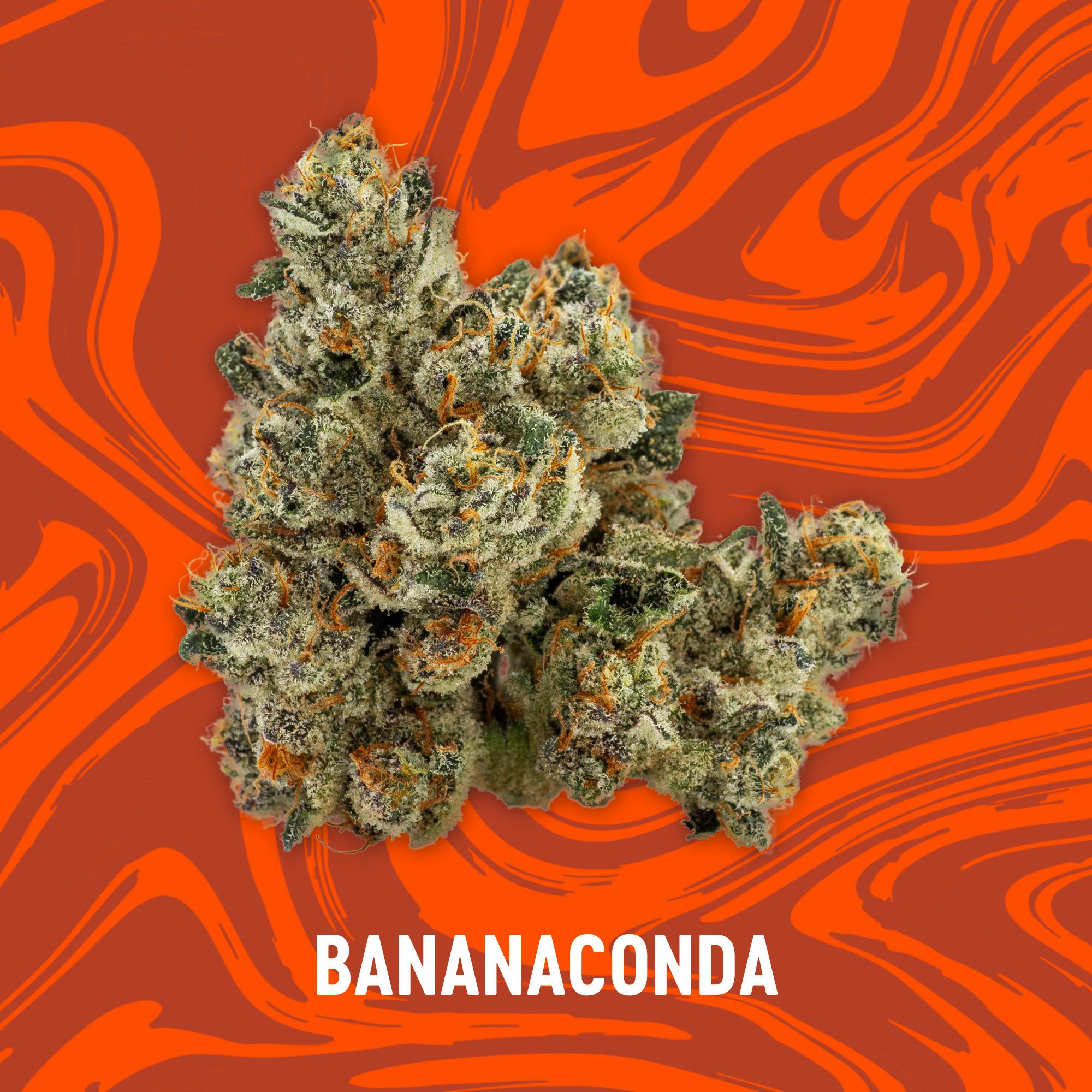 Vivid - Bananaconda - Deli Flower