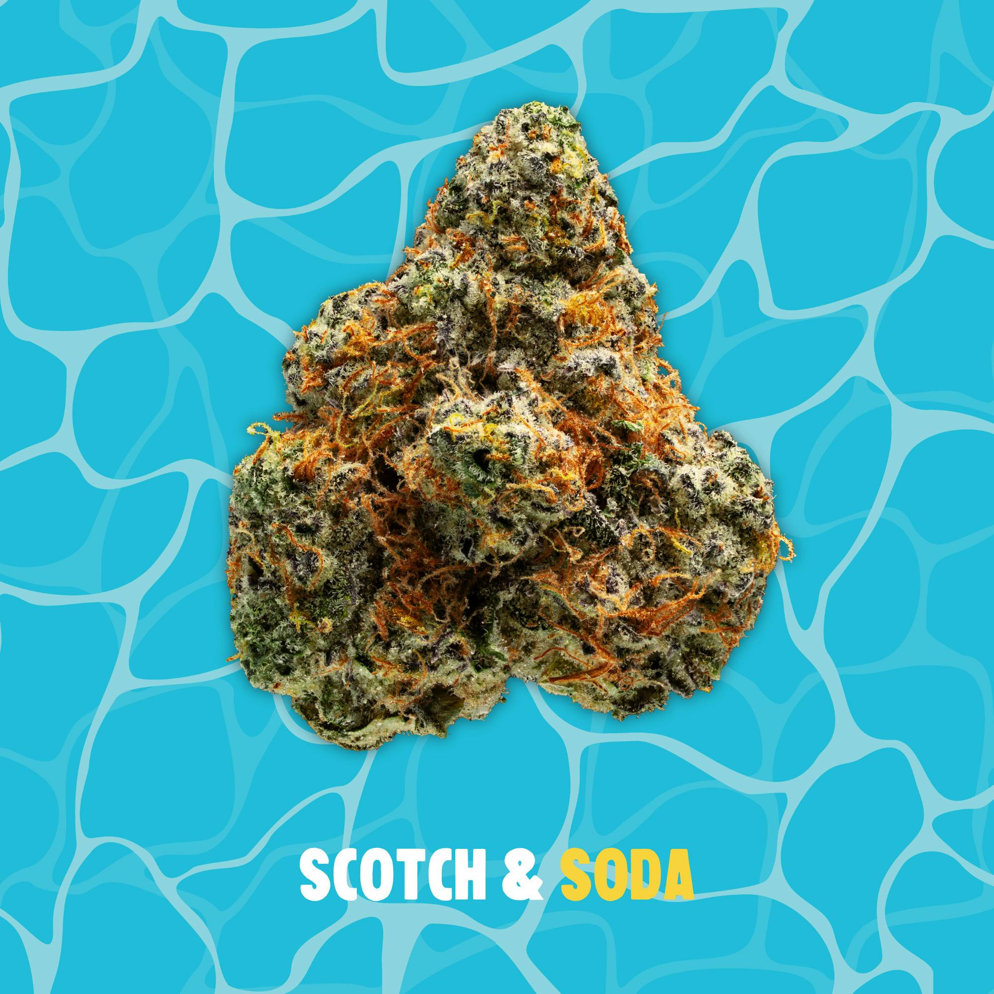 Buoyant Bob - Scotch & Soda - Deli Flower at Blue Sage Cannabis Deli - Belton