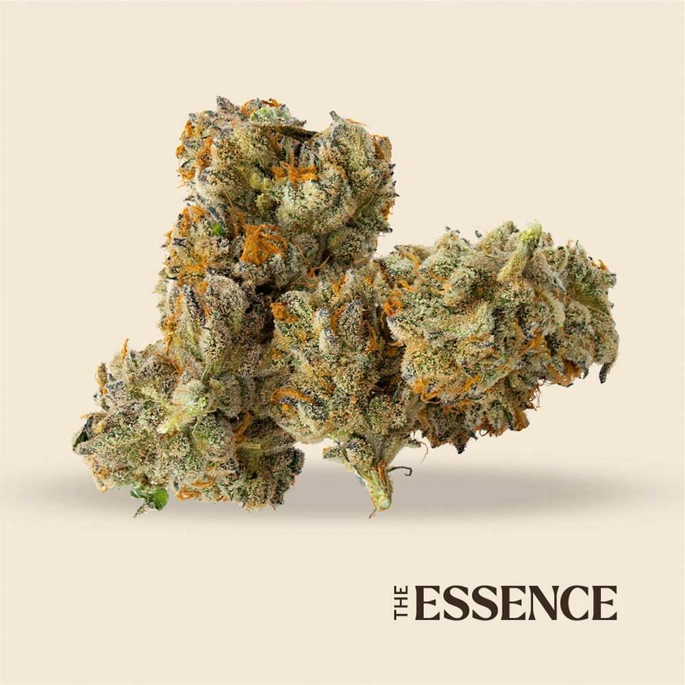 Gastro Pop | (the) Essence - Premium Flower