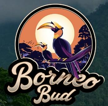 Borneo 3.5g | Pave