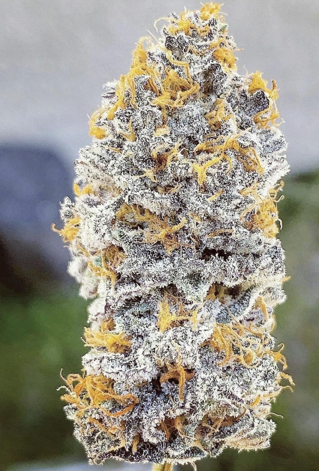 OZ Kush Cake 3.5g - 29.4% - SHC - Indica