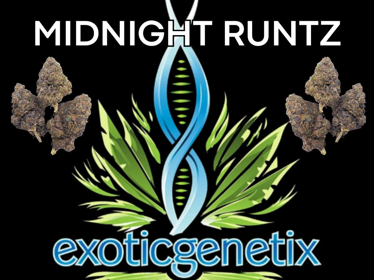 EXOTIC GENETIX | MIDNIGHT RUNTZ | BULK | INDICA/HYBRID