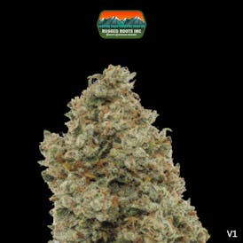 Rugged Roots | TK43
