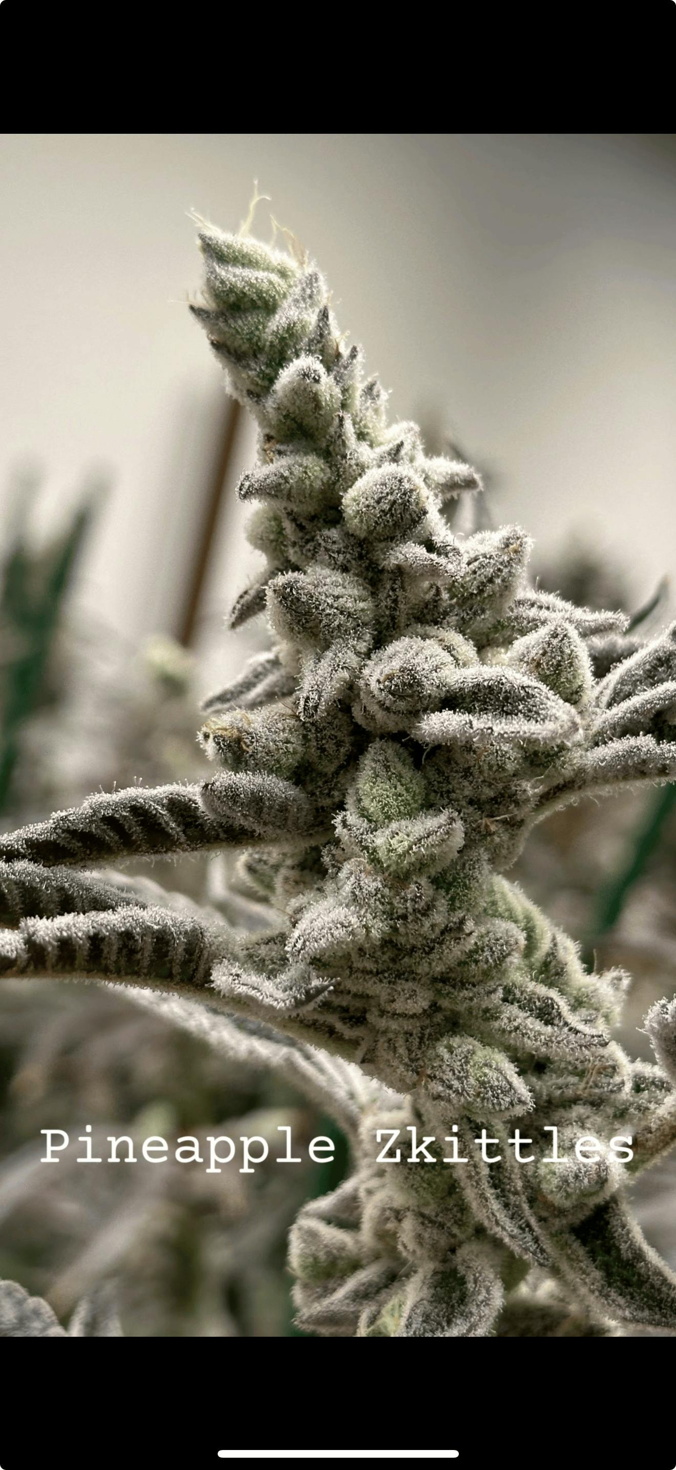 Fox Cannabis | Flower Pineapple Zkittlesz S/H