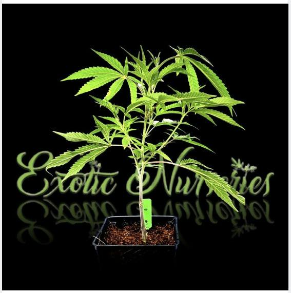 Exotic Nurseries - GMO Clone